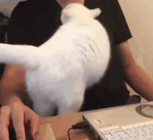 Cat Cuddling Cat Love Owner GIF - Cat Cuddling Cat Love Owner Cat Hugs GIFs