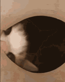 cat.gif