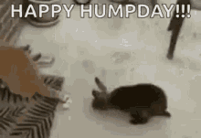 Cat Dry Hump GIF - Cat Dry Hump Bunny GIFs