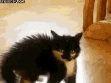 Funny Cat GIF - Funny Cat Scared GIFs