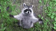 Raccoon Hug GIF - Raccoon Hug Cute GIFs