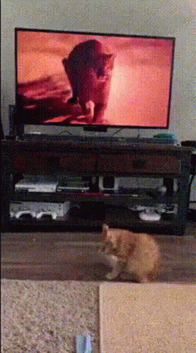4k Cat GIF - 4k Cat Terrified GIFs