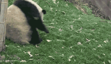 panda roll back roll cute animals