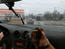 Tater Dog GIF - Tater Dog Puppy GIFs