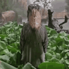 Shoebill Bird GIF - Shoebill Bird Rain GIFs