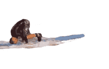 surfing surf tricks surfboard trick ride surfing surf tricks surfboard trick ride