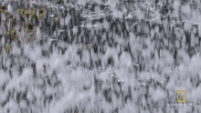 getting wet shaking the water off rockhopper penguin hostile planet world penguin day