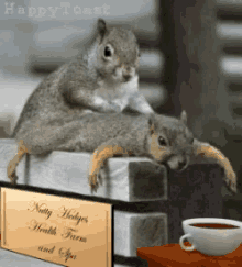 massage squirrel relax