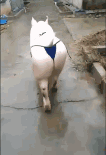 Sexy Pig GIF - Sexy Pig Walking GIFs