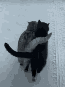 Couples Cats GIF - Couples Cats Pet GIFs