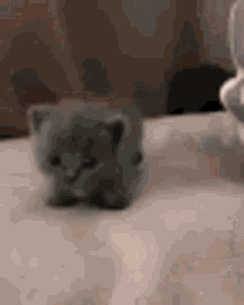 Cute Cat Petting GIF - Cute Cat Petting Kurrco GIFs