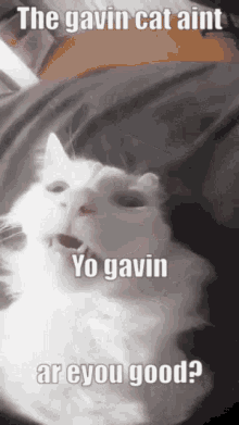 Gavin Cat Weird Cat GIF - Gavin Cat Cat Weird Cat GIFs