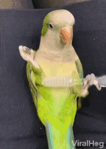 Parrot Parrot Pampers Itself GIF - Parrot Parrot Pampers Itself Brush GIFs