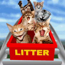 Cats Rollercoaster GIF - Cats Rollercoaster Kitty GIFs