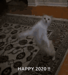 Yes Cat GIF - Yes Cat Dance GIFs