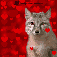 Valentines Day Dupage GIF - Valentines Day Dupage Dupage Forest GIFs
