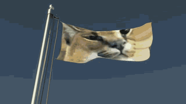 GIF 1