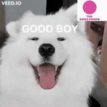 Good Boy Doge Pound GIF - Good Boy Doge Pound Dogo GIFs