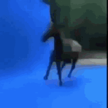 Horse Glitching GIF - Horse Glitching GIFs