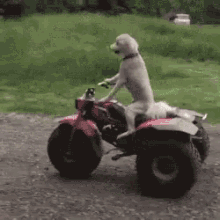 funny animals rollin dogs
