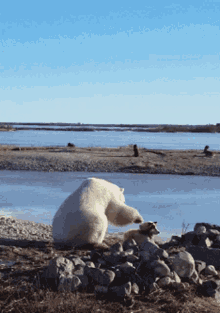 Polar Bears Arctic Canada GIF - Polar Bears Arctic Canada Innuit People GIFs