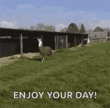 Happy Llamas GIF - Happy Llamas Happy Llamas GIFs