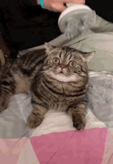 Cat Head GIF - Cat Head Massage GIFs