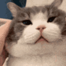 Cat Squish Cat Head Rub GIF - Cat Squish Cat Cat Head Rub GIFs