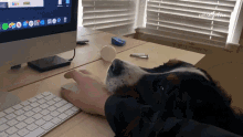 Seeking Attention The Pet Collective GIF - Seeking Attention The Pet Collective Lets Go GIFs