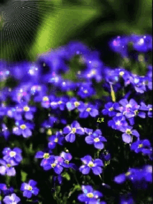Floral Flower GIF - Floral Flower GIFs