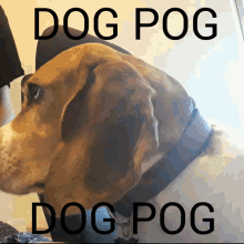 Dog Pog GIF - Dog Pog Dog Pog GIFs