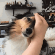 Doggo Petting GIF - Doggo Petting Pet GIFs