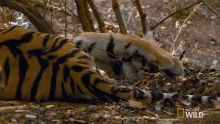 Covering My Eyes Searching For The Tigress GIF - Covering My Eyes Searching For The Tigress Secret Life Of Tigers GIFs