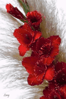 Red Hot GIF - Red Hot Flowers GIFs