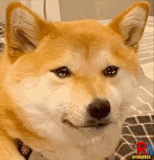 Que Triste Dog GIF - Que Triste Dog Cute GIFs