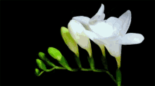 flowers flowers