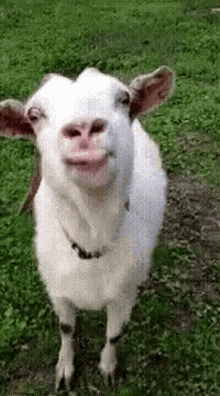 Goat Kiss GIF - Goat Kiss Licking GIFs