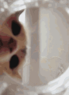 Cat Drinking GIF - Cat Drinking Water GIFs