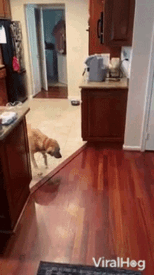 Dog Walking Backwards Gifs Tenor, My Dog Walks Backwards On Hardwood Floors