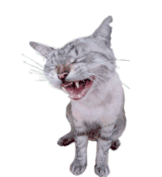 Cat Laughing Sticker - Cat Laughing Cat Laugh Stickers