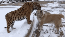 tiger licking dog this is happening friendly tiger animal friendship tiger grooming dog