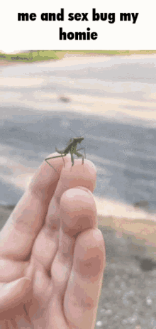 Praying Mantis GIFs | Tenor