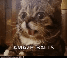 Amaze Balls Excited GIF - Amaze Balls Excited Happy GIFs