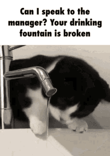 Speak To The Manager Drinking Fountain GIF - Speak To The Manager Drinking Fountain Kitten GIFs