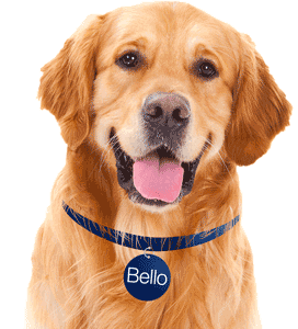 Bello Dog Sticker - Bello Dog Doggo Stickers