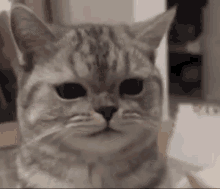 Cat Face Cat Faces GIF - Cat Face Cat Faces Cats GIFs