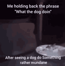 What The Dog Doin GIF - What The Dog Doin GIFs