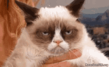 Cat Grumpy GIF - Cat Grumpy Annoyed GIFs