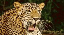 Leopard Yawn GIF - Leopard Yawn Big Cats GIFs