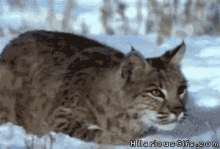 Bobcat Attack Fail - Attack GIF - Attack Bobcat Attack Fail Fail GIFs